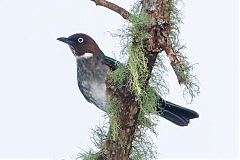 White-eyed Thrush